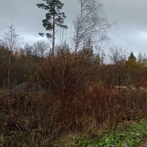 Земельный участок Полесье ДНП, улица Березовая