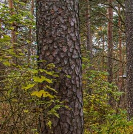 Продажа земли Всеволожск, проспект Герцена, 73