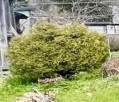 Продать Дачи, коттеджи, загородные дома Пролетарец СНП, Тосно г., 1-я линия, 38   