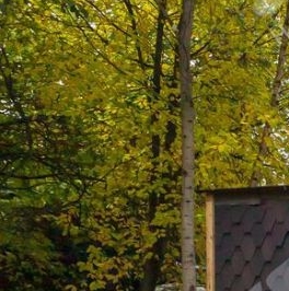 Продажа дома Камышинская улица, 4 Продажа дома Камышинская улица, 4