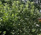 Продать Дачи, коттеджи, загородные дома Сосновый Бор, Весна СНТ, проезд 4-й Розовый  14 