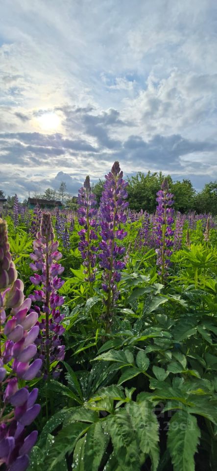 Продажа земли Павловск, Славяночка-2 СНТ, 370