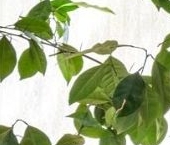 Продать Квартиры вторичка проспект Энгельса, 28   