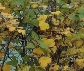 Продать Комнаты в квартирах д. Гольево, улица Колхозная, 2   