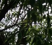 Продать Квартиры вторичка Петергоф, Разводная улица, 12   