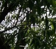 Продажа квартиры на вторичке Петергоф, Разводная улица, 12