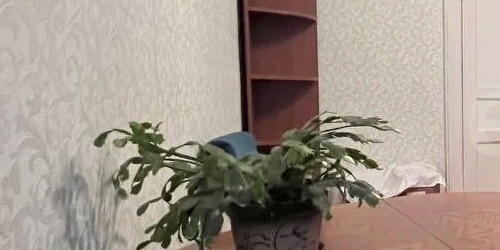 3-комн квартира Заставская улица, 24