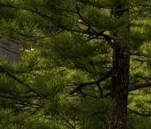 Продать Дачи, коттеджи, загородные дома Ветви.Репино кп, пос. Ленинское   