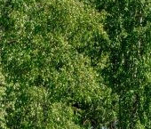 Продать Земельные участки, земля пос. Сосново, улица Набережная, 10   