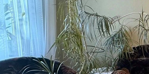 1-комн квартира пос. Шушары, Пушкинская улица, 34