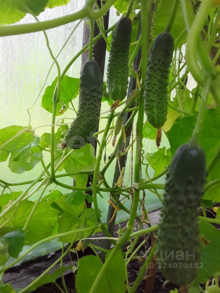 Продажа дома Волхов, Труженик СНТ, улица Смородная, 266