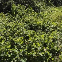 Продажа дома Рахья садоводческий массив, Торфяник СНТ, 3-я линия Продажа дома Рахья садоводческий массив, Торфяник СНТ, 3-я линия