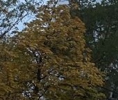 Продать Квартиры вторичка улица Академика Павлова, 40К2   