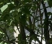 Продать Квартиры вторичка Сестрорецк, Приморское шоссе, 284   