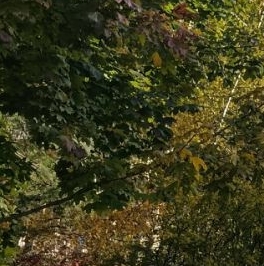 Продажа 1-комн квартиры на вторичном рынке Колпино, улица Веры Слуцкой, 83 Продажа 1-комн квартиры на вторичном рынке Колпино, улица Веры Слуцкой, 83