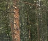 Продать Квартиры вторичка Ивантеевка, Санаторный проезд  2 