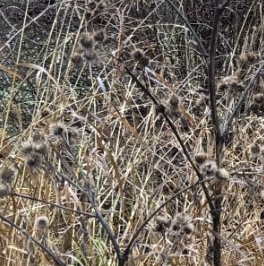 Продажа земли д. Керстово, д. 15 Продажа земли д. Керстово, д. 15