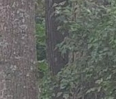 Сдать в аренду Квартиры вторичка Павловск, улица Васенко, 11/6   