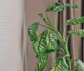 Сдать в аренду Квартиры вторичка улица Большая Якиманка, 26   