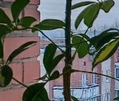 Продать Квартиры вторичка Петергоф, Чичеринская улица, 5к2   