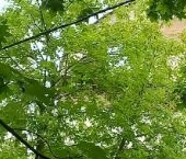 Продать Квартиры вторичка Ельнинская улица, 11К3   