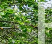 Продать Дачи, коттеджи, загородные дома Пушкин, Коллективный Сад № 6 СНТ, 5-я линия   