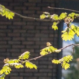 Продажа дома Сертолово, Медное Озеро-3 СНТ, улица Воскресенская