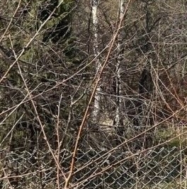 Продажа земли дорога В Рыбацкое, 8 Продажа земли дорога В Рыбацкое, 8