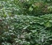 Продать Квартиры вторичка Пушкин, Лесное тер., 1   