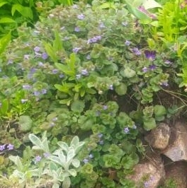 Продажа земли Южное СНТ, улица 4-я Садовая Продажа земли Южное СНТ, улица 4-я Садовая