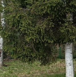 Продажа дома Сосновый Бор, Малахит СНТ