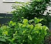 Продать Квартиры вторичка улица Островитянова, 41К1   