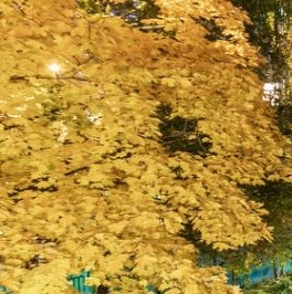 Аренда 2-комн квартиры на вторичном рынке Поклонная улица, 6