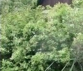 Продать Дачи, коттеджи, загородные дома Горелово тер., улица Набережная, 119   