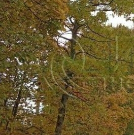 Продажа земли д. Пиллово, 2 Продажа земли д. Пиллово, 2