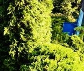 Продать Дачи, коттеджи, загородные дома Чаща садоводческий массив, Арсенал СНТ  44 