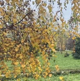 Продажа 3-комн квартиры на вторичном рынке улица Ивана Фомина, 13К1