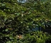 Продать Дачи, коттеджи, загородные дома Огонек СНТ  5 