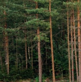 Продажа дома Рощино Парк кп, Рощино пгт, 94