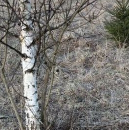 Продажа земли Рахья массив, улица Рассветная Продажа земли Рахья массив, улица Рассветная