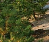 Продать Дачи, коттеджи, загородные дома Репино Парк кп  383 