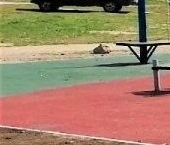 Продать Квартиры вторичка пос. Запорожское, улица Советская, 28   