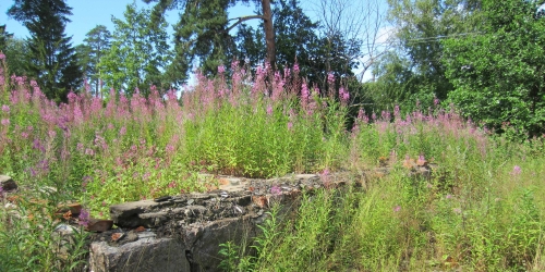 Земельный участок Тарховка, ул. Тарховская,  д. 7