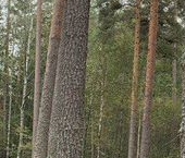 Продать Земельные участки, земля пос. Мичуринское, улица Железнодорожная   