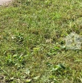 Продажа земли Сестрорецк, улица Старая, 7