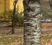 Продать Квартиры вторичка Всеволожск, Колтушское шоссе, 92   