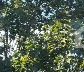 Продать Квартиры вторичка остров Канонерский, 12К2   