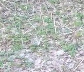 Продать Земельные участки, земля Новая Ропша садоводческий массив, улица Дубовая   