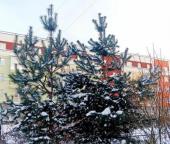 Продать Квартиры вторичка Юнтоловский пр-кт  51 3