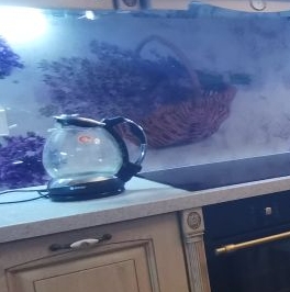 Аренда 1-комн квартиры на вторичном рынке Каменноостровский проспект, 40а Аренда 1-комн квартиры на вторичном рынке Каменноостровский проспект, 40а